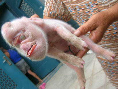 Monkey Pig