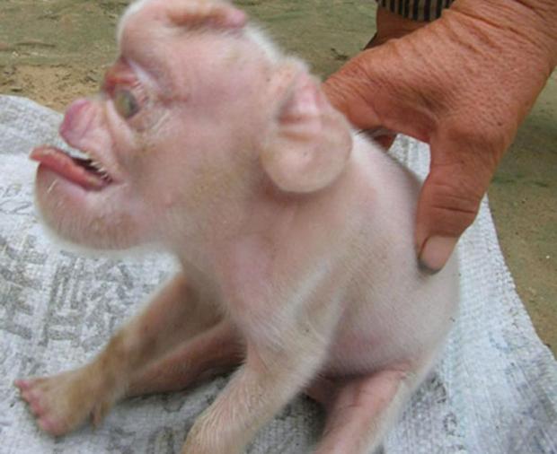 RACES EXTRATERRESTRES  Monkey-faced-pig-shocks-the-world_0