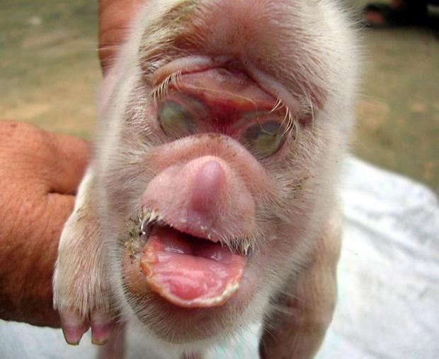 pig-born-with-the-face-of-a-monkey_0