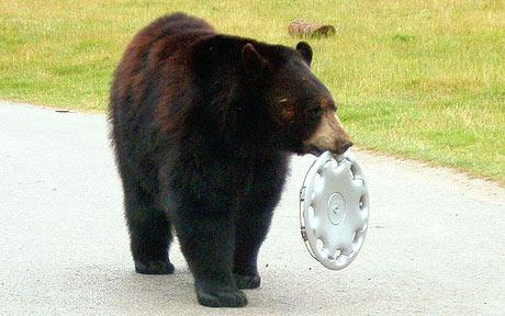 bear-hubcap-460_793498c.jpg?w=460&h=288